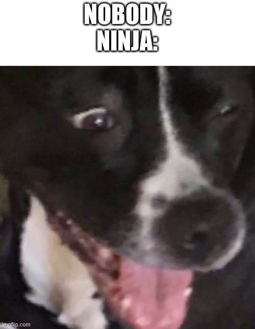 NOBODY:
NINJA: | image tagged in doggo | made w/ Imgflip meme maker