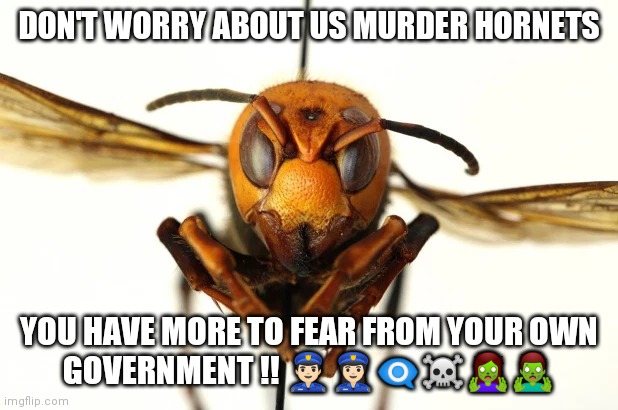 Murder Hornets | DON'T WORRY ABOUT US MURDER HORNETS; YOU HAVE MORE TO FEAR FROM YOUR OWN GOVERNMENT !! 👮🏻‍♂️👮🏻‍♀️👁️‍🗨️☠️🧟‍♀️🧟‍♂️ | image tagged in murder hornet | made w/ Imgflip meme maker
