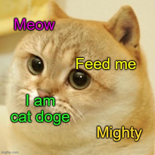 Wat? | Meow; Feed me; I am cat doge; Mighty | image tagged in cats,memes,funny,animals,whomst has summoned the almighty one | made w/ Imgflip meme maker
