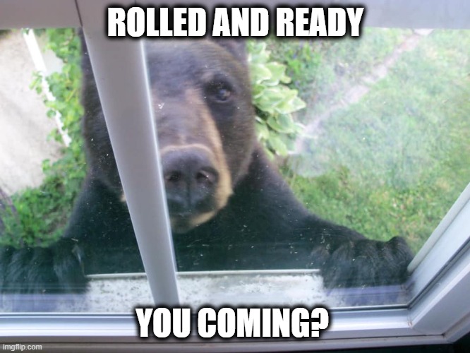 Bear looking for friends to share joint | ROLLED AND READY; YOU COMING? | image tagged in bear,smoking,weed | made w/ Imgflip meme maker