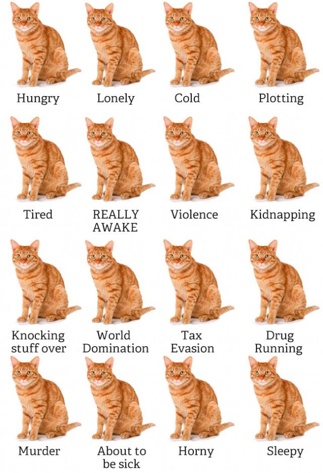 High Quality Grid Of Cats Blank Meme Template