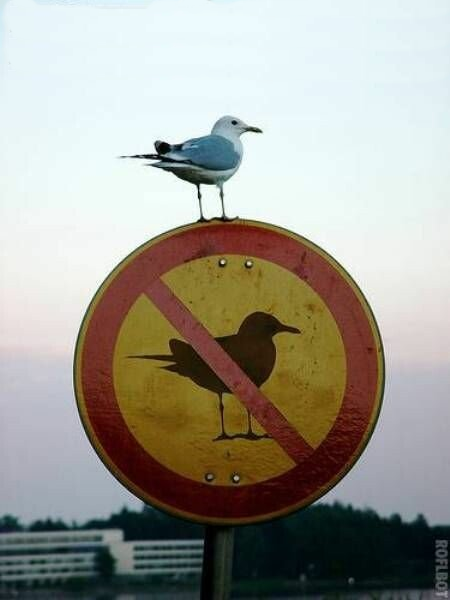High Quality Seagull Rebel Blank Meme Template