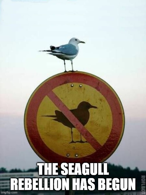 Seagull Rebellion | THE SEAGULL REBELLION HAS BEGUN | image tagged in seagull rebel | made w/ Imgflip meme maker