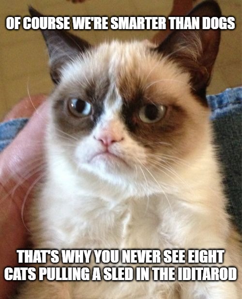 Grumpy Cat | OF COURSE WE'RE SMARTER THAN DOGS; THAT'S WHY YOU NEVER SEE EIGHT CATS PULLING A SLED IN THE IDITAROD | image tagged in memes,grumpy cat | made w/ Imgflip meme maker