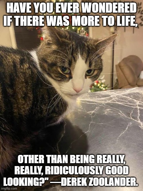 Zoolander kitty | HAVE YOU EVER WONDERED IF THERE WAS MORE TO LIFE, OTHER THAN BEING REALLY, REALLY, RIDICULOUSLY GOOD LOOKING?" —DEREK ZOOLANDER. | image tagged in handsome | made w/ Imgflip meme maker