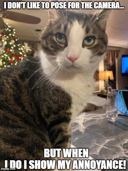 Annoyed kitty | I DON'T LIKE TO POSE FOR THE CAMERA... BUT WHEN I DO I SHOW MY ANNOYANCE! | image tagged in annoying | made w/ Imgflip meme maker