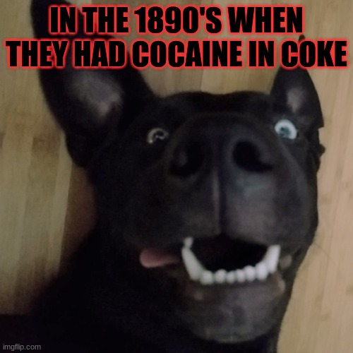 dogs | IN THE 1890'S WHEN THEY HAD COCAINE IN COKE | image tagged in dogs | made w/ Imgflip meme maker