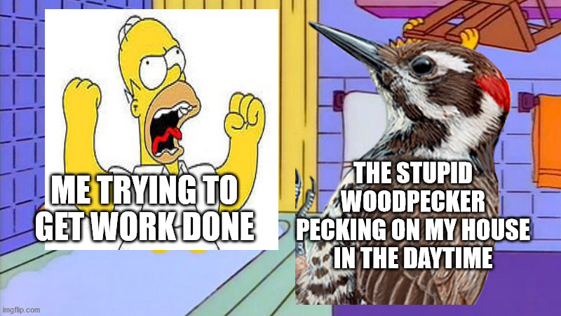 bart hitting homer with a chair | ME TRYING TO GET WORK DONE; THE STUPID WOODPECKER PECKING ON MY HOUSE IN THE DAYTIME | image tagged in woodpecker,homer simpson | made w/ Imgflip meme maker