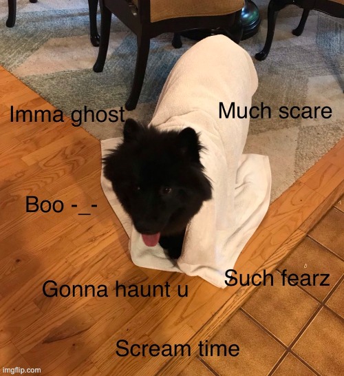 Ghost Doggo is a good boye | image tagged in doggo | made w/ Imgflip meme maker