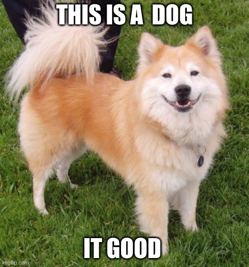 A good boi \ gorl | THIS IS A  DOG; IT GOOD | image tagged in a good boi gorl | made w/ Imgflip meme maker