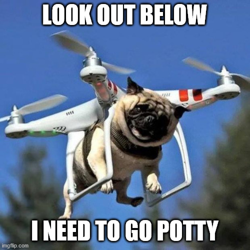 Flying Pug | LOOK OUT BELOW; I NEED TO GO POTTY | image tagged in flying pug | made w/ Imgflip meme maker