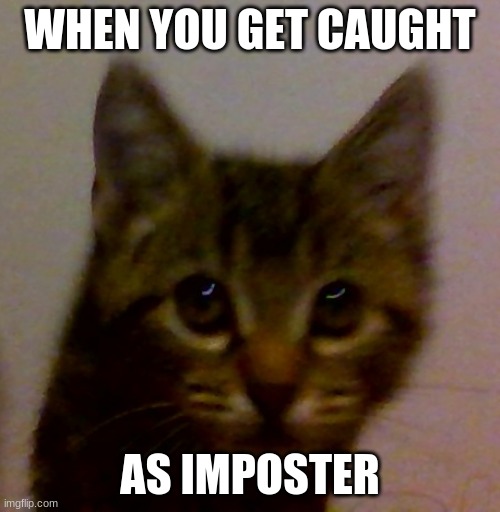 Shocked Kitten Meme | WHEN YOU GET CAUGHT; AS IMPOSTER | image tagged in shocked kitten meme | made w/ Imgflip meme maker
