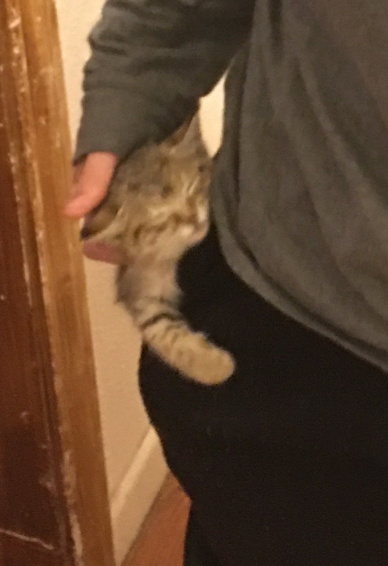 Pocket Cat Blank Meme Template