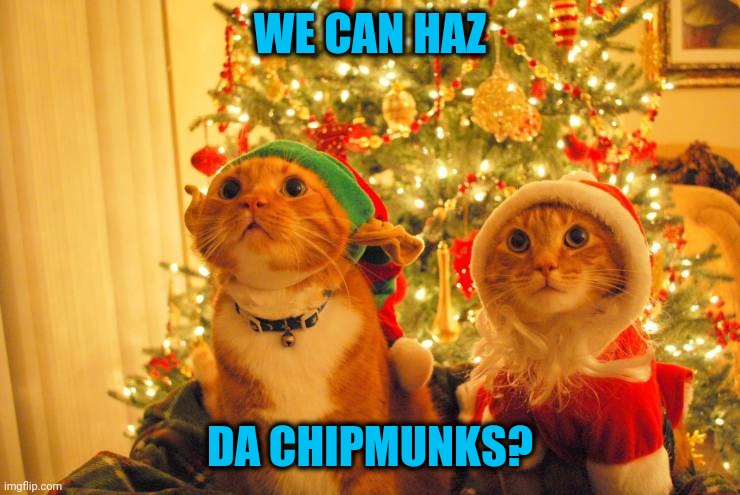 Stocking stufferz? | WE CAN HAZ; DA CHIPMUNKS? | image tagged in cats,eat,chipmunks | made w/ Imgflip meme maker