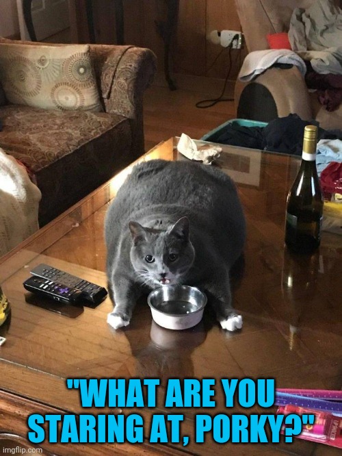 Quarantine 15 affects everybody | "WHAT ARE YOU STARING AT, PORKY?" | image tagged in cats,covid | made w/ Imgflip meme maker
