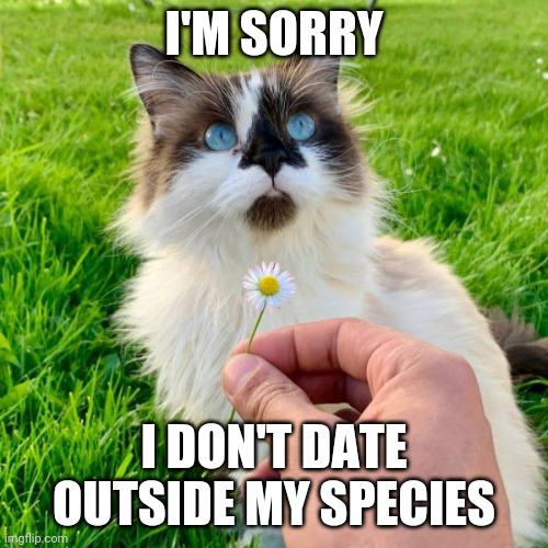 Polite rejection | I'M SORRY; I DON'T DATE OUTSIDE MY SPECIES | image tagged in cats,rejection | made w/ Imgflip meme maker