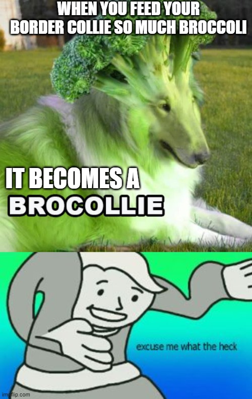 This is what happens... | WHEN YOU FEED YOUR BORDER COLLIE SO MUCH BROCCOLI; IT BECOMES A | image tagged in excuse me what the heck | made w/ Imgflip meme maker