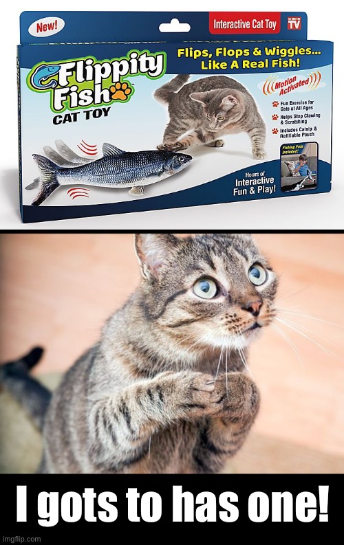 Oh goody! Another cat toy. | I gots to has one! | image tagged in funny memes,funny cat memes,funny,cats,toys | made w/ Imgflip meme maker