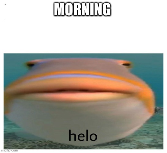 helo fish | MORNING | image tagged in helo fish | made w/ Imgflip meme maker