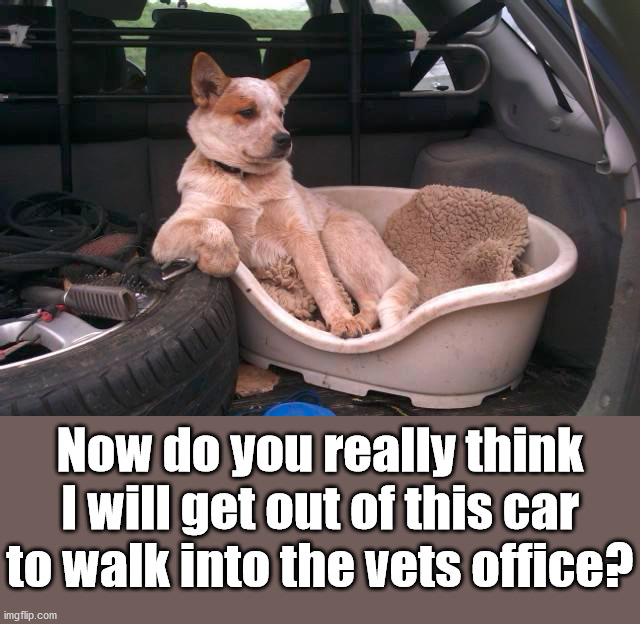 Now do you really think I will get out of this car to walk into the vets office? | made w/ Imgflip meme maker