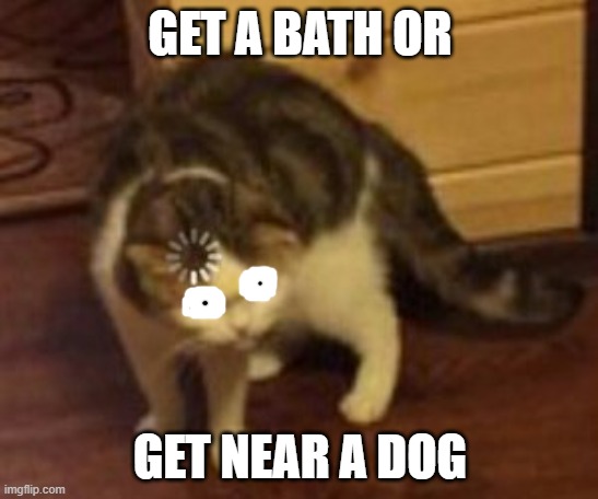 dare you to | GET A BATH OR; GET NEAR A DOG | image tagged in loading cat | made w/ Imgflip meme maker