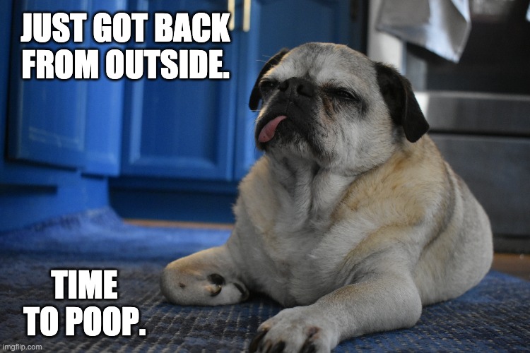 Pug King | JUST GOT BACK FROM OUTSIDE. TIME TO POOP. | image tagged in dog,pug,king,bad | made w/ Imgflip meme maker