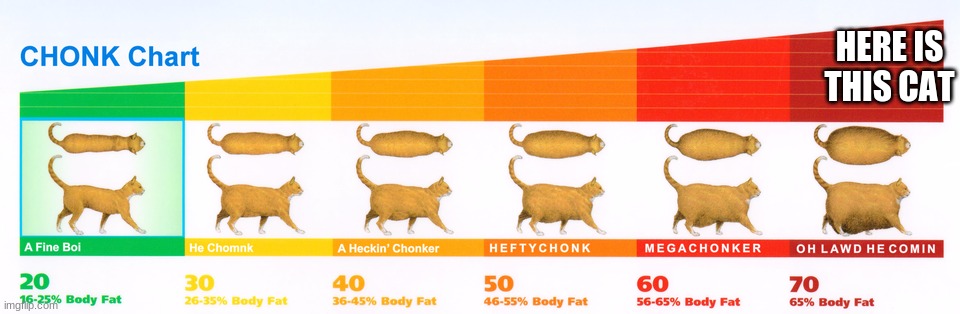 Chonk Chart | HERE IS THIS CAT | image tagged in chonk chart | made w/ Imgflip meme maker