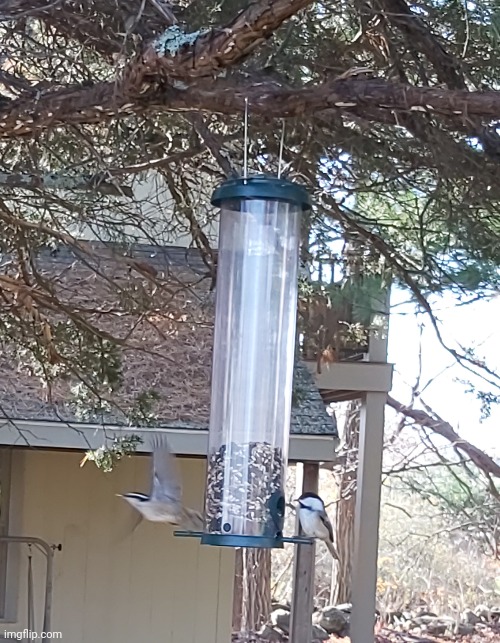 can I flex on how close i got to these lil guys | made w/ Imgflip meme maker