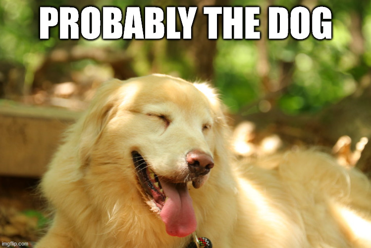 Dog laughing | PROBABLY THE DOG | image tagged in dog laughing | made w/ Imgflip meme maker