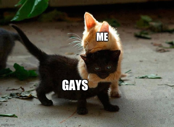 kitten hug | ME GAYS | image tagged in kitten hug | made w/ Imgflip meme maker