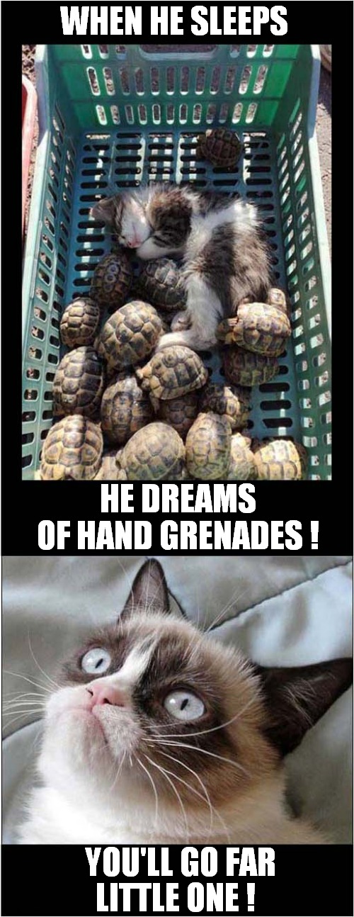 Grumpy Filled With Pride | WHEN HE SLEEPS; HE DREAMS OF HAND GRENADES ! YOU'LL GO FAR; LITTLE ONE ! | image tagged in grumpy cat,cats,tortoise,sweet dreams | made w/ Imgflip meme maker