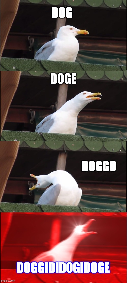 DOGGIDIDOGIDOGE | DOG; DOGE; DOGGO; DOGGIDIDOGIDOGE | image tagged in memes,inhaling seagull | made w/ Imgflip meme maker