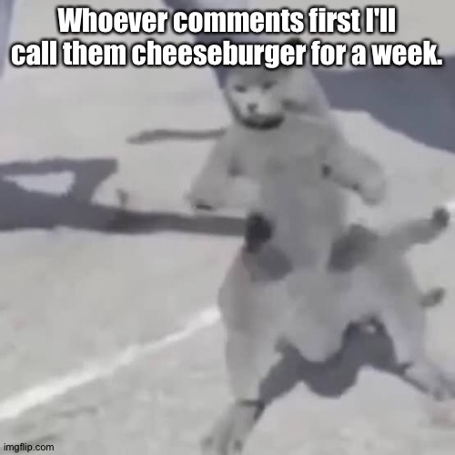 . | Whoever comments first I'll call them cheeseburger for a week. | image tagged in cat nae nae | made w/ Imgflip meme maker
