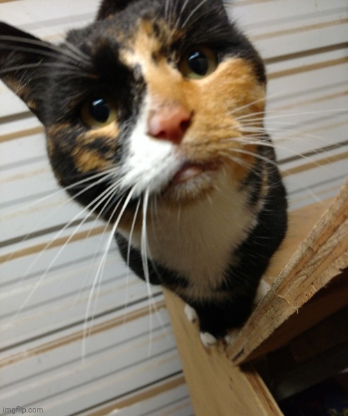 This is Cody | made w/ Imgflip meme maker