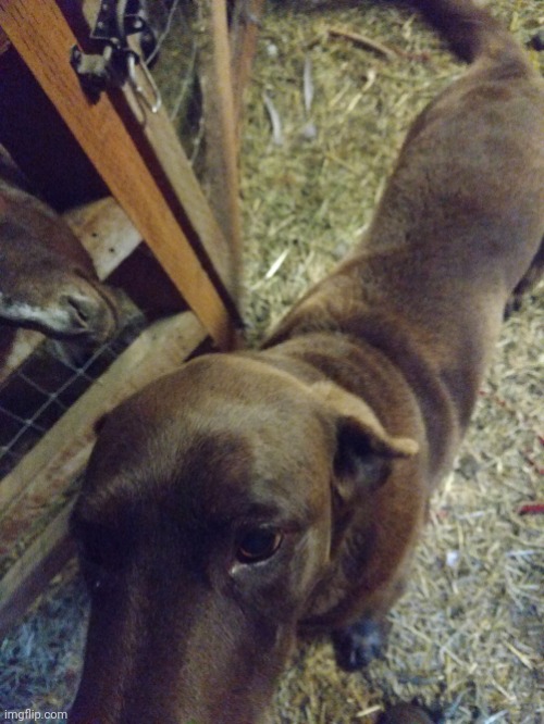 Kiya is so CUTEEEE | made w/ Imgflip meme maker