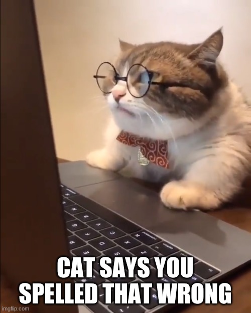 research cat | CAT SAYS YOU SPELLED THAT WRONG | image tagged in research cat | made w/ Imgflip meme maker