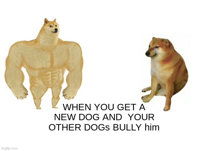 Buff Doge vs. Cheems Meme | WHEN YOU GET A NEW DOG AND  YOUR OTHER DOGs BULLY him | image tagged in memes,buff doge vs cheems | made w/ Imgflip meme maker