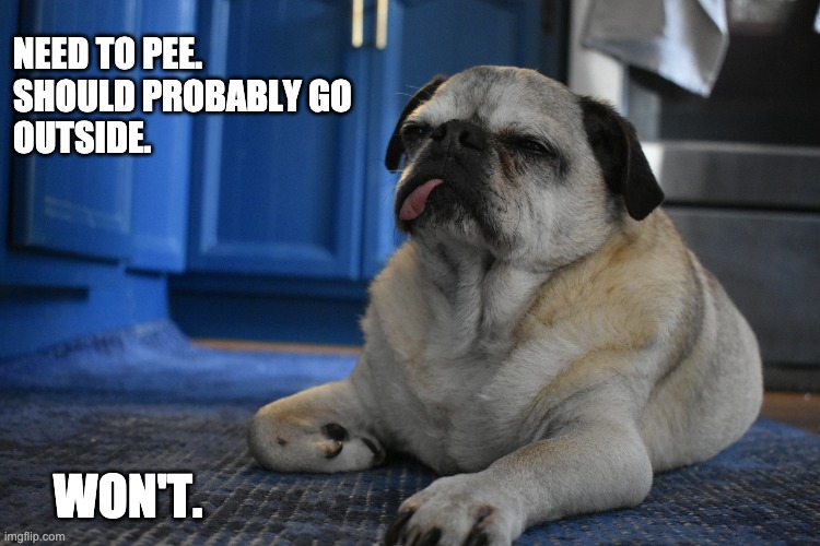 Senior Pug King | NEED TO PEE.
SHOULD PROBABLY GO 
OUTSIDE. WON'T. | image tagged in senior pug king | made w/ Imgflip meme maker