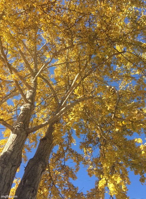 Pretty Yellow Tree | image tagged in tree,yellow,photo | made w/ Imgflip meme maker