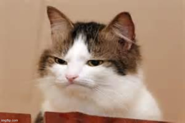 Disappointed Cat | image tagged in disappointed cat | made w/ Imgflip meme maker