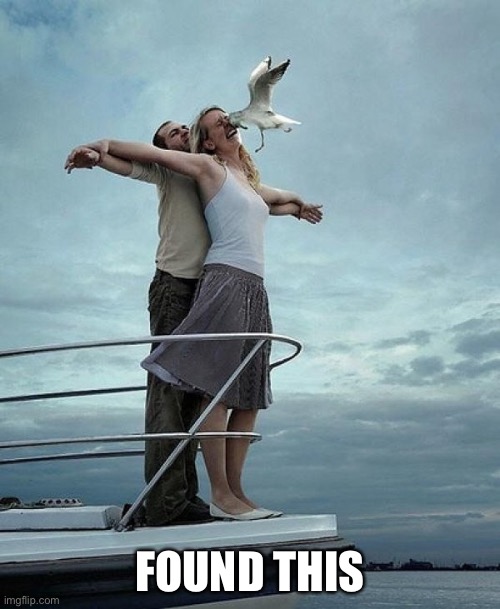 Seagull Headbutt | FOUND THIS | image tagged in seagull headbutt | made w/ Imgflip meme maker