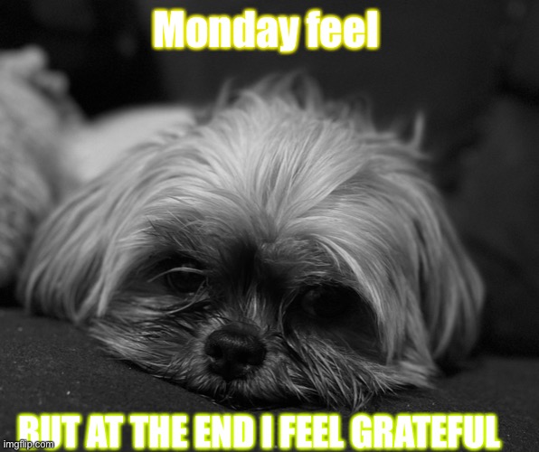 Chloe’s life | Monday feel; BUT AT THE END I FEEL GRATEFUL | image tagged in chloe | made w/ Imgflip meme maker