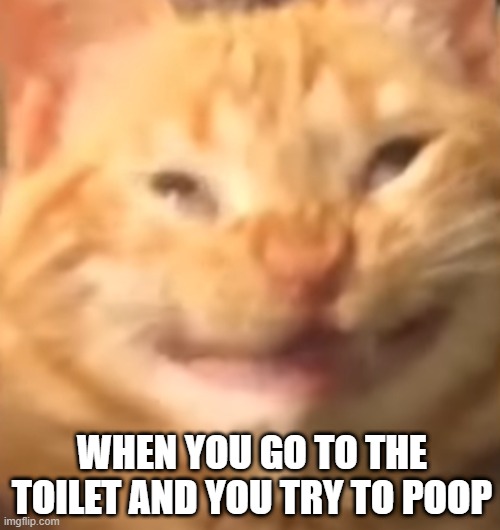 Weird Cat | WHEN YOU GO TO THE TOILET AND YOU TRY TO POOP | image tagged in funny cats,cats,cat,lolcats,smiling cat,cat memes | made w/ Imgflip meme maker