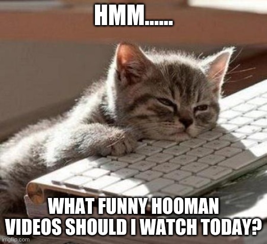 tired cat | HMM...... WHAT FUNNY HOOMAN VIDEOS SHOULD I WATCH TODAY? | image tagged in tired cat | made w/ Imgflip meme maker