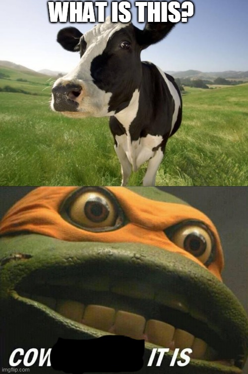 Cow iT Is. | WHAT IS THIS? | image tagged in cow,cowabunga it is,memes,funny | made w/ Imgflip meme maker