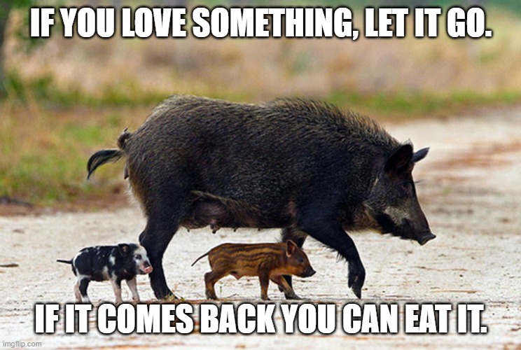 Love it, let it go | IF YOU LOVE SOMETHING, LET IT GO. IF IT COMES BACK YOU CAN EAT IT. | image tagged in pig,love,let go | made w/ Imgflip meme maker