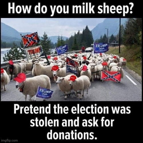 How to milk your sheep | image tagged in donald trump,conservatives,maga,election 2020,trump supporters,never trump | made w/ Imgflip meme maker
