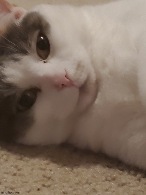 Chonk cat | made w/ Imgflip meme maker