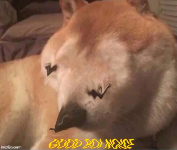 New temp | image tagged in good boi | made w/ Imgflip meme maker