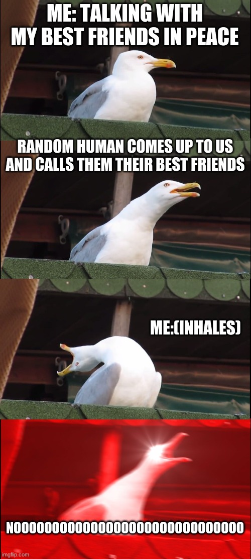 When random humans call your best friends their best friends | ME: TALKING WITH MY BEST FRIENDS IN PEACE; RANDOM HUMAN COMES UP TO US AND CALLS THEM THEIR BEST FRIENDS; ME:(INHALES); NOOOOOOOOOOOOOOOOOOOOOOOOOOOOOO | image tagged in memes,inhaling seagull | made w/ Imgflip meme maker